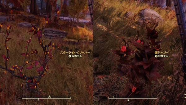 Fallout 76 スターライト・ベリーと爆竹ベリー