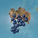 DrJacopo`s 3D Jazbay Grapes