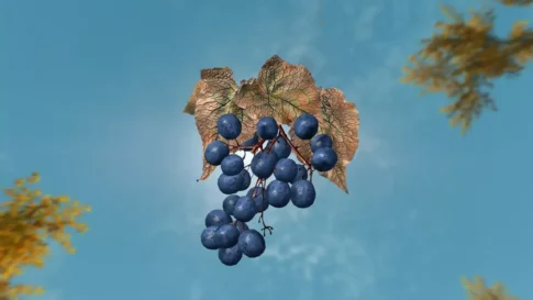 DrJacopo`s 3D Jazbay Grapes